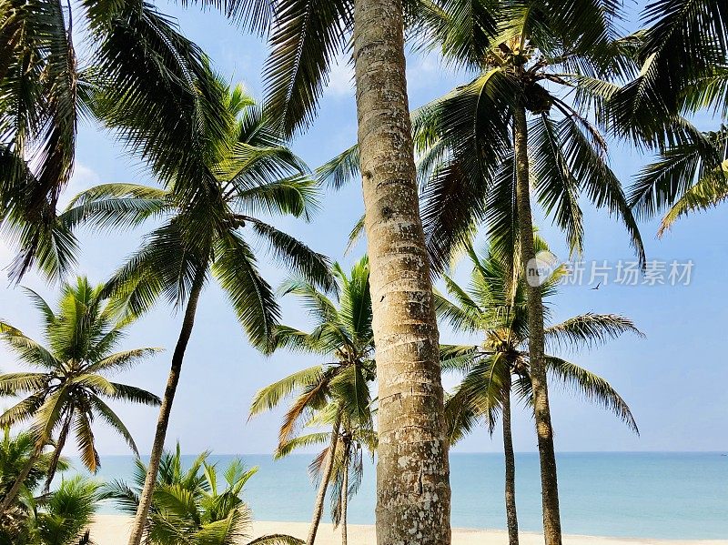 印度南部喀拉拉邦Kollam海滩上的异国情调椰子树