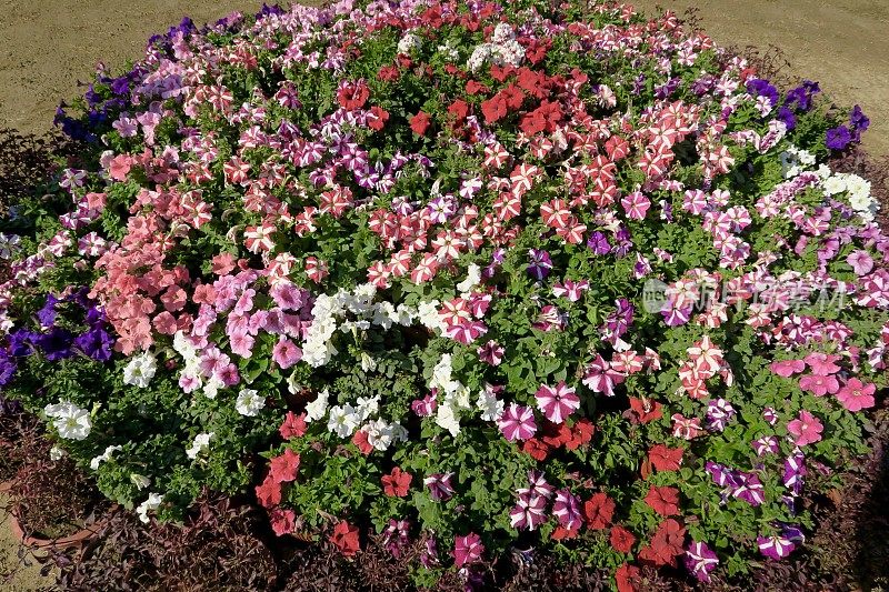 图像条纹红色，粉色，白色，紫色，紫红色的矮牵牛花，夏季一年生花坛