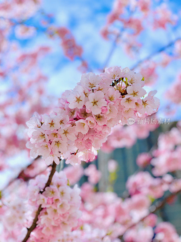 春天的樱花