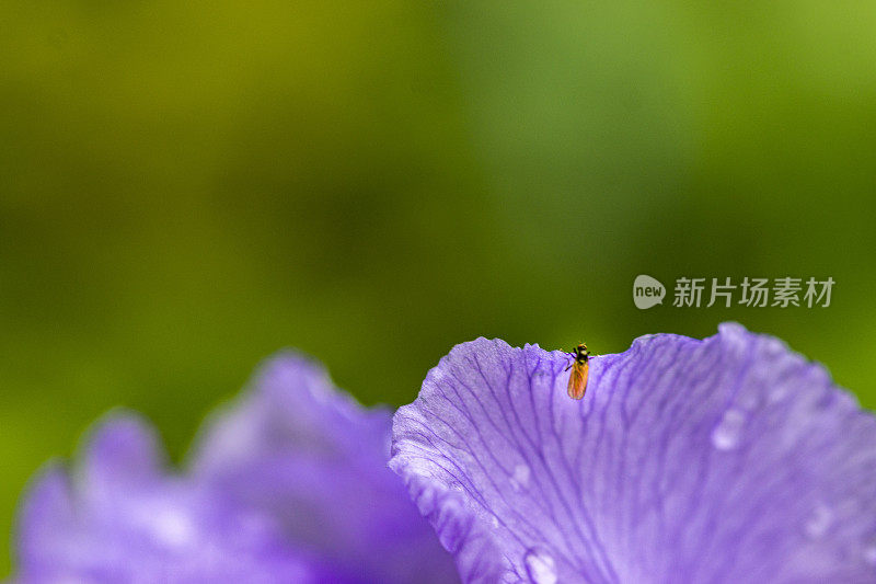 旗瓣鸢尾与雨滴