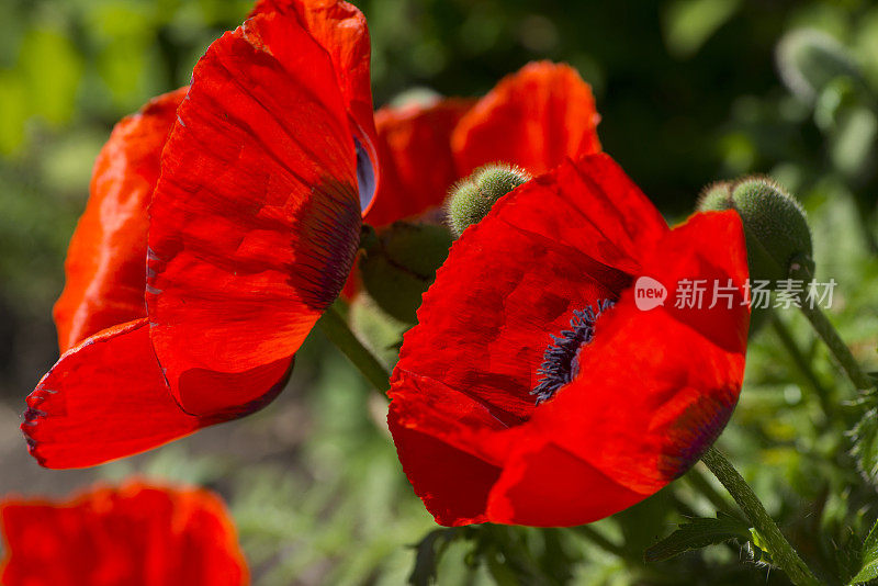 罂粟花。花园里的花