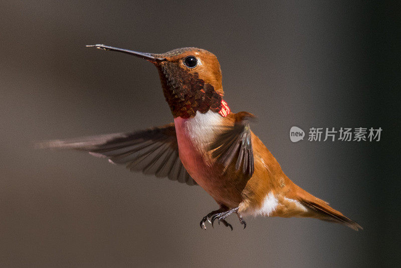 华丽的红褐色蜂鸟特写