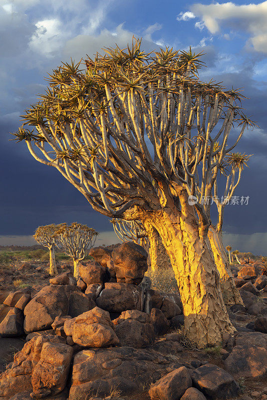 在纳米比亚南部的箭袋树森林中的箭袋树和Dolerite巨石
