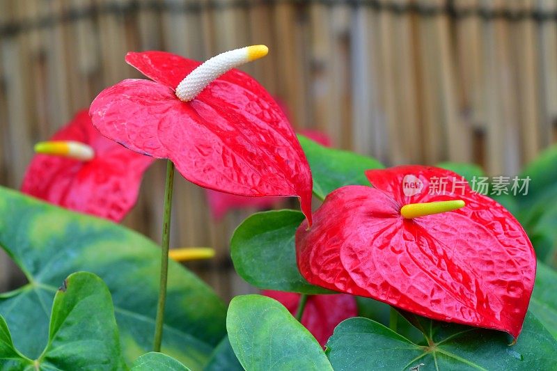 开花植物:花烛属植物