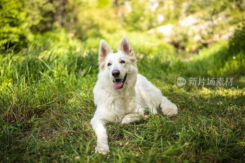 白色的马利奴犬躺在森林的草地上