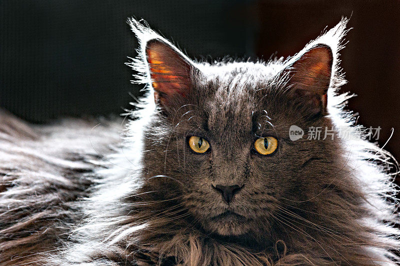 一个成年缅因猫的肖像在黑暗的背景在背光。