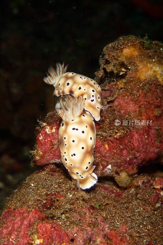 海洋生物。彩色的海蛞蝓水下生物裸鳃