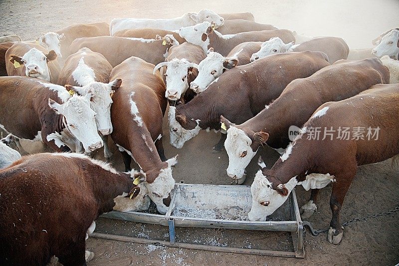 牧草喂养的肉牛，赫里福德小母牛，在干旱期间从槽喂养