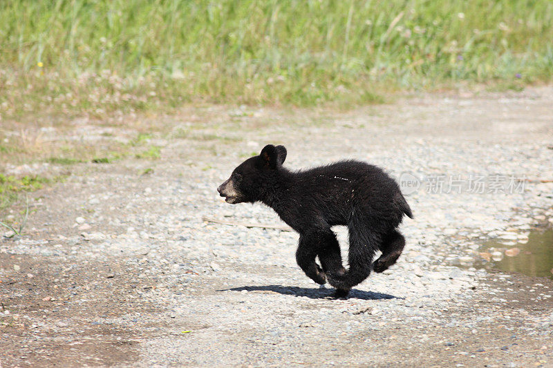 独自奔跑的黑熊幼崽