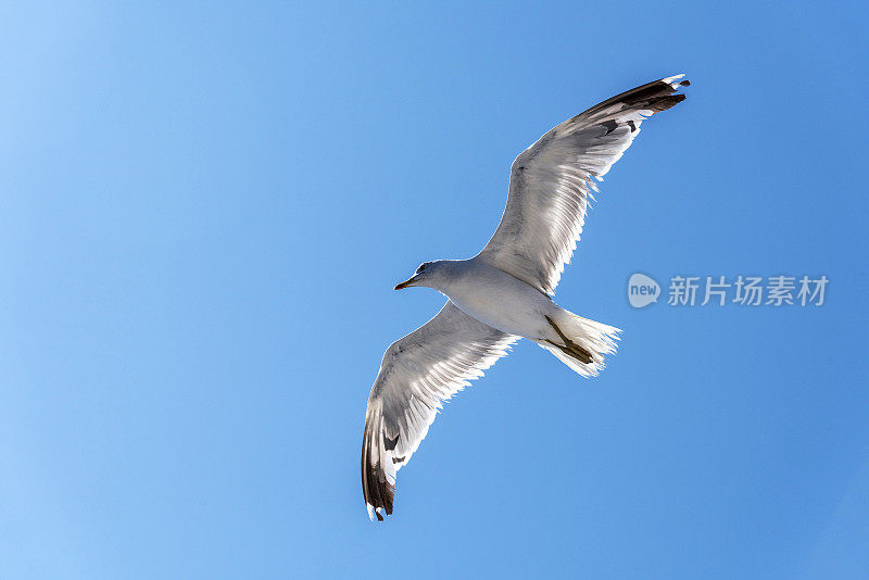 一只白色的海鸥在希腊的蓝天上飞翔