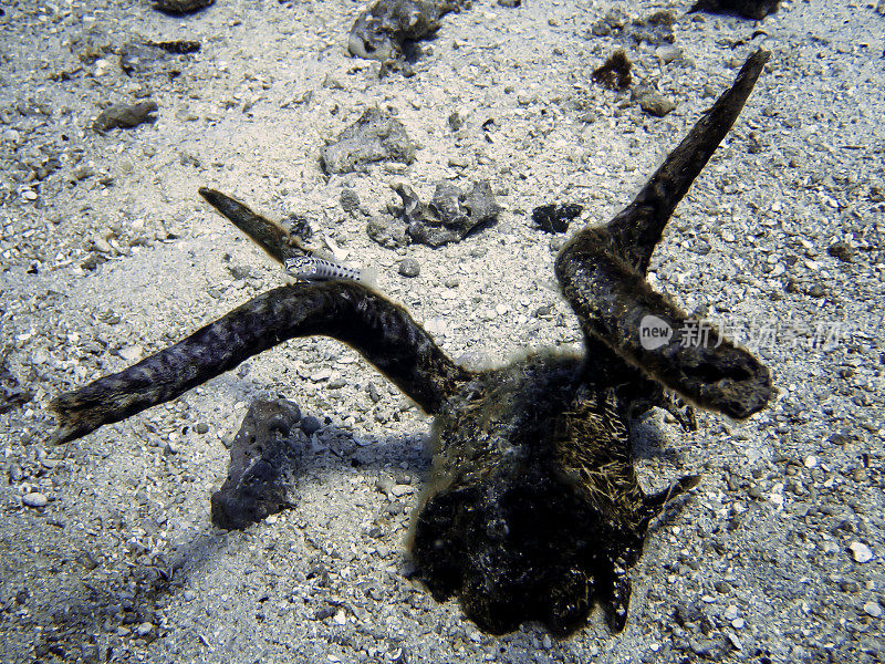 珊瑚覆盖的鹿角在海底与一条鱼