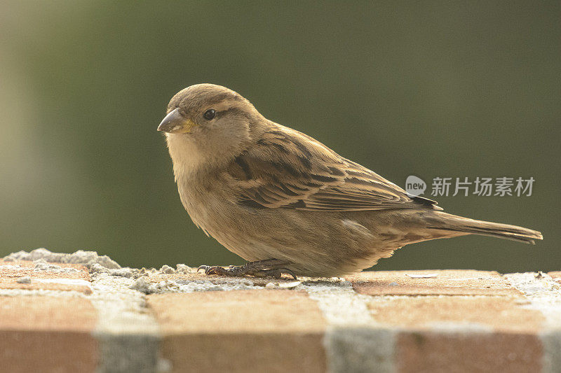 冬天坐在冰冻树枝上的雌性家麻雀鸟(家麻雀)。