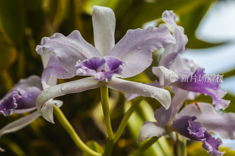 紫色的兰花,考艾岛