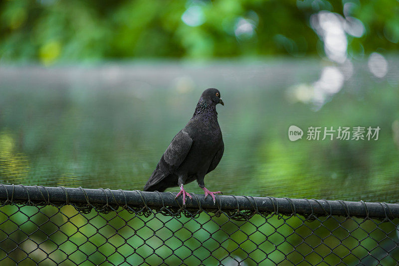 鸽子。公园里金属栅栏上的鸽子