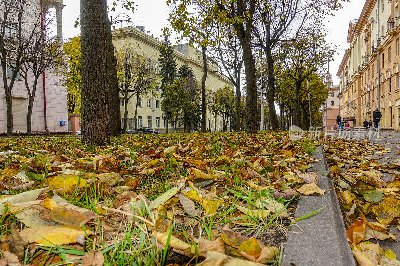 街上的秋叶