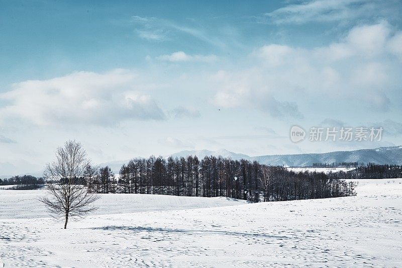 北海道北依的雪山和桦树