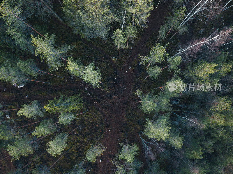 鸟瞰图的森林路径在芬兰国家公园