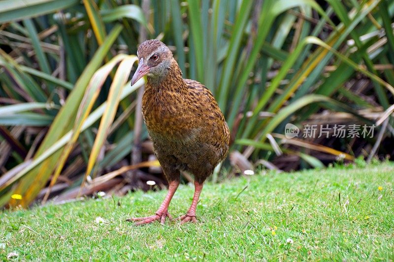 新西兰威卡鸟或毛利鸡