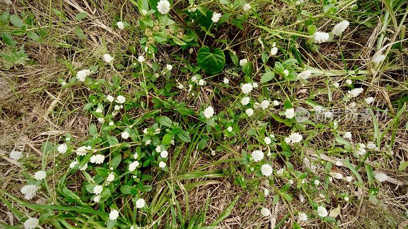 白蛾草或野球长生花