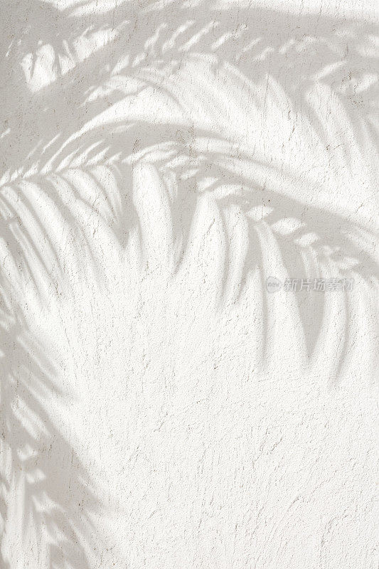 树叶的影子在一张白色的灰泥墙库存照片上