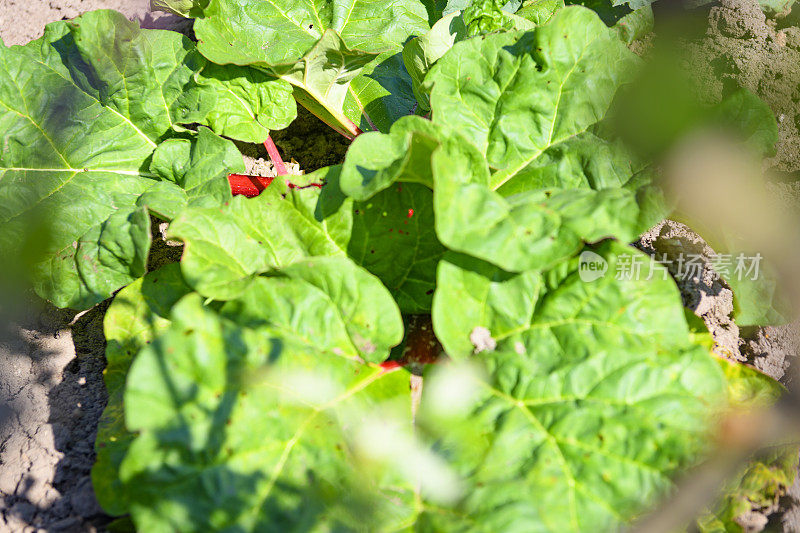 大黄植物与红色的大黄茎生长在菜园