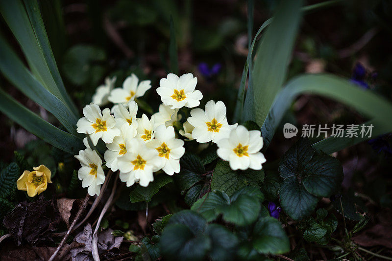 植物与花:报春花属的一组