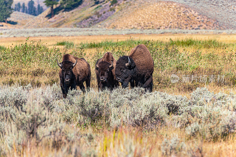 野生野牛群，黄石国家公园，怀俄明州，美国