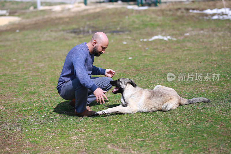 安纳托利亚牧羊犬和它的主人玩耍(kangal)