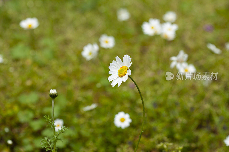 雏菊大观春花