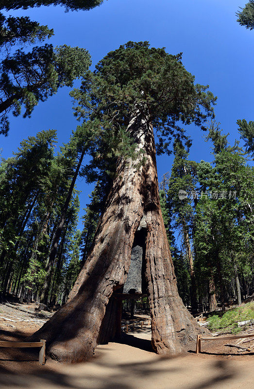 巨型红杉，隧道树，加利福尼亚，美国