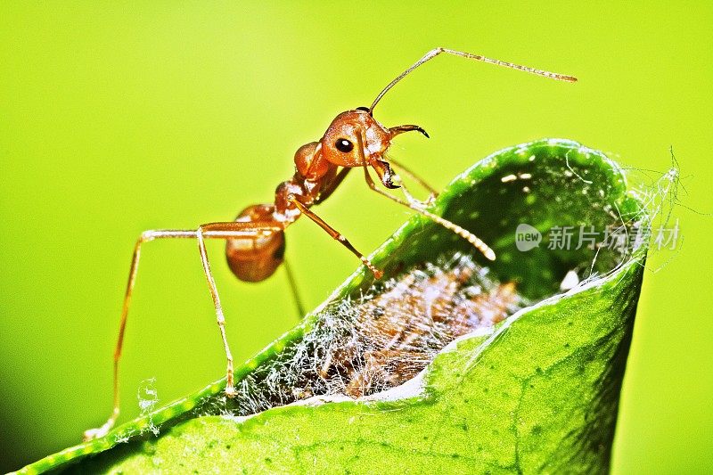 蚂蚁在折叠的叶子上筑巢。