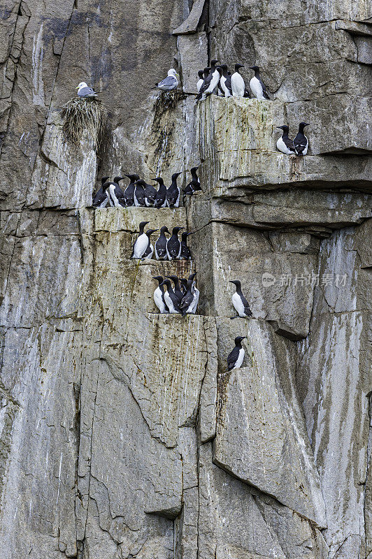 俄罗斯楚科奇自治州阿钦角筑巢悬崖上的普通海鸦、厚嘴海鸦、黑腿三趾鸥