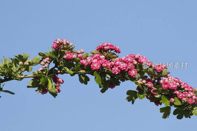 粉红色的山楂花可能在春天保罗的猩红山楂
