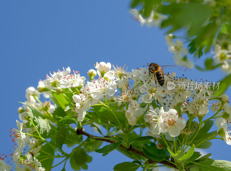 在阳光明媚的春日，一只蜜蜂在白花上采集花蜜