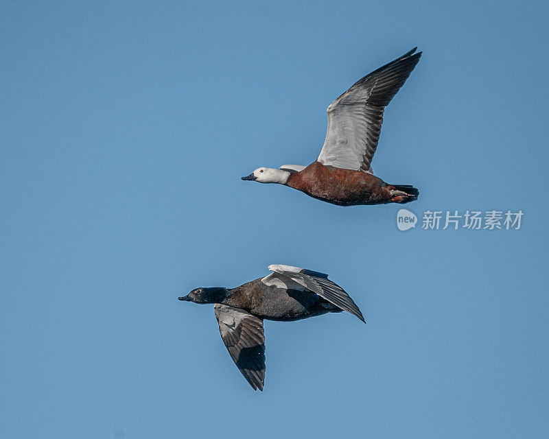 雄性和雌性天堂鸭奥塔哥新西兰