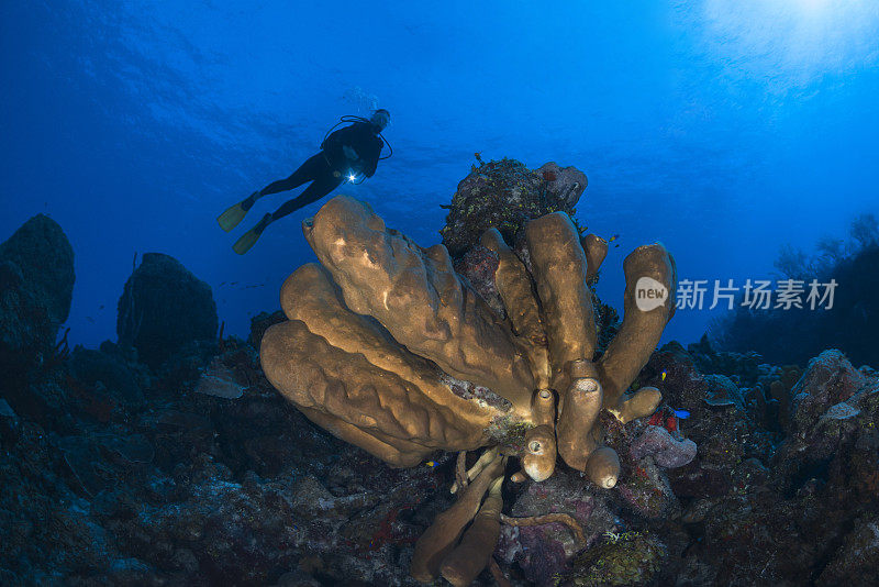 棕色管状海绵和女潜水员