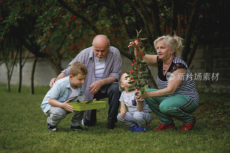 爷爷奶奶和孙子们在摘樱桃