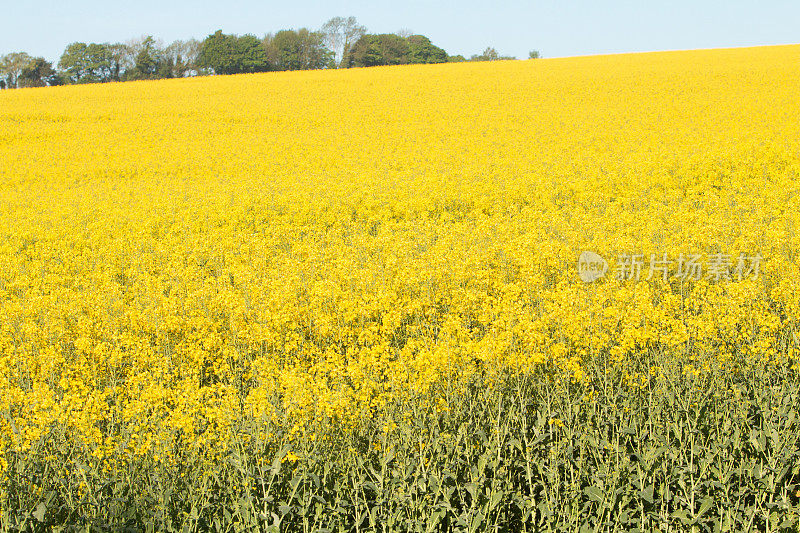 英国恩斯福德的油菜籽