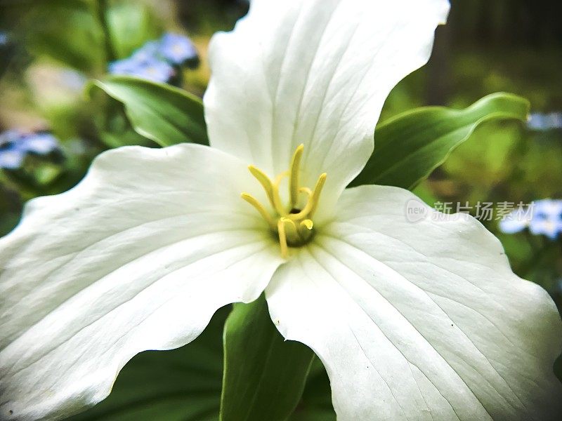 特写的延龄花。