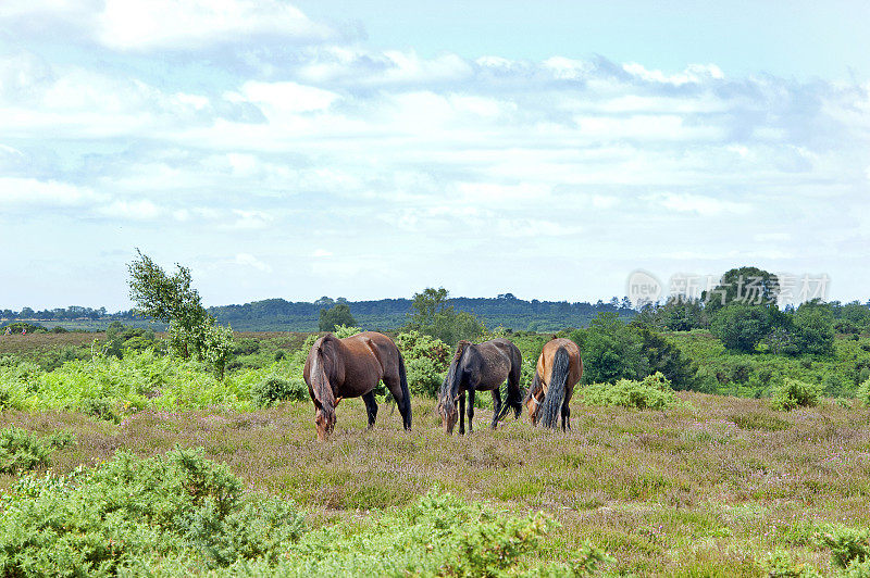小马驹在吃草，新森林，汉普郡，英格兰
