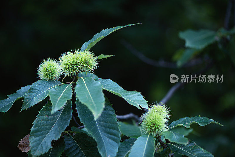 带有刺猬的栗子植物-板栗-壳斗科