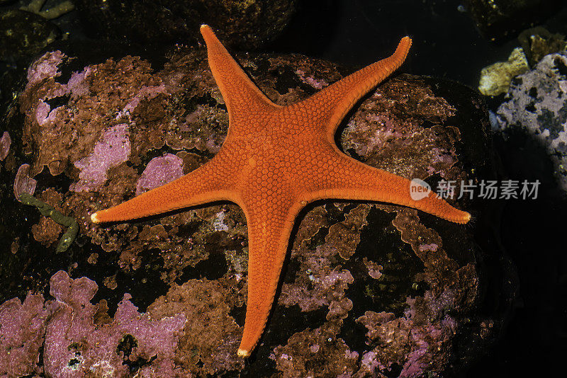 海星，朱红色海星，是蛾科海星的一种。它原产于北美西海岸。锡特卡,阿拉斯加。