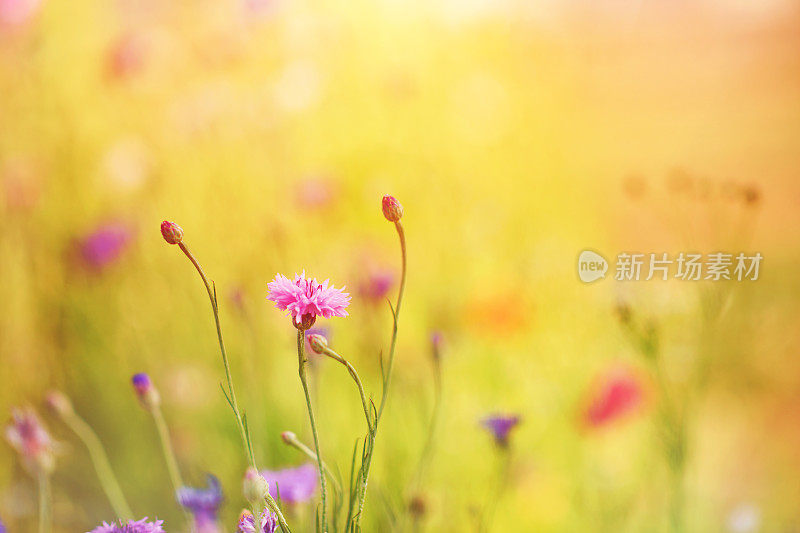 夏天的背景野花草地