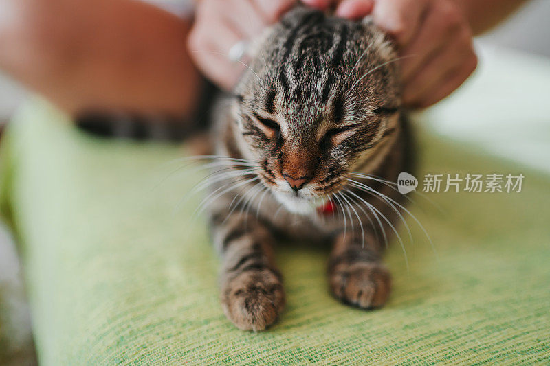 男人在家里和猫玩