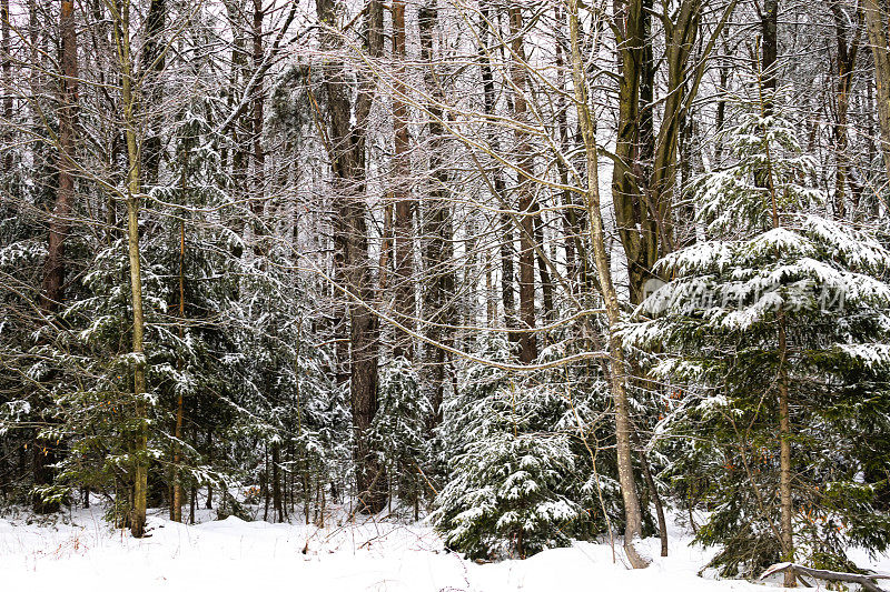 下雪的森林场景
