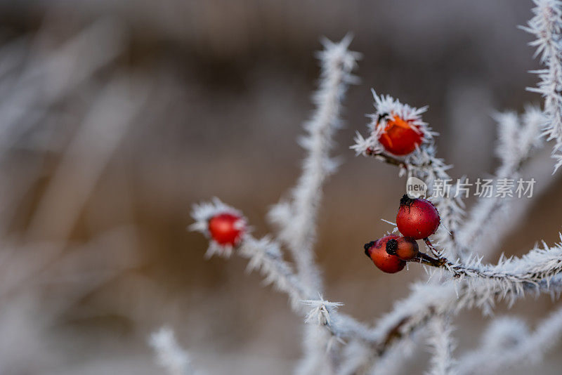 森林蔷薇果在冬季