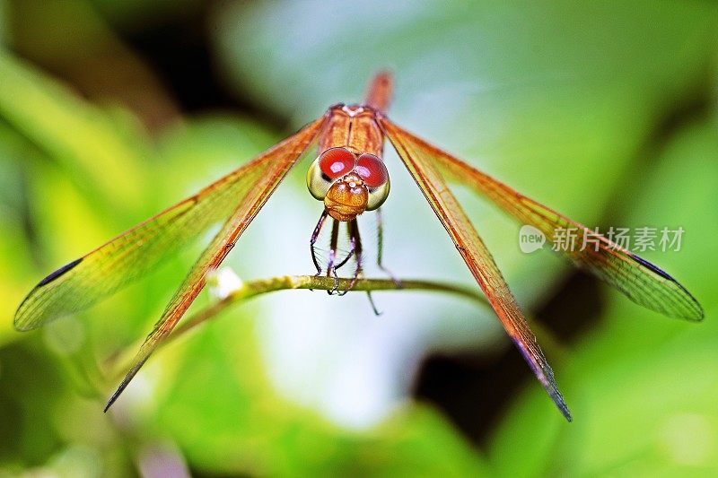 树枝上有蜻蜓和复眼。