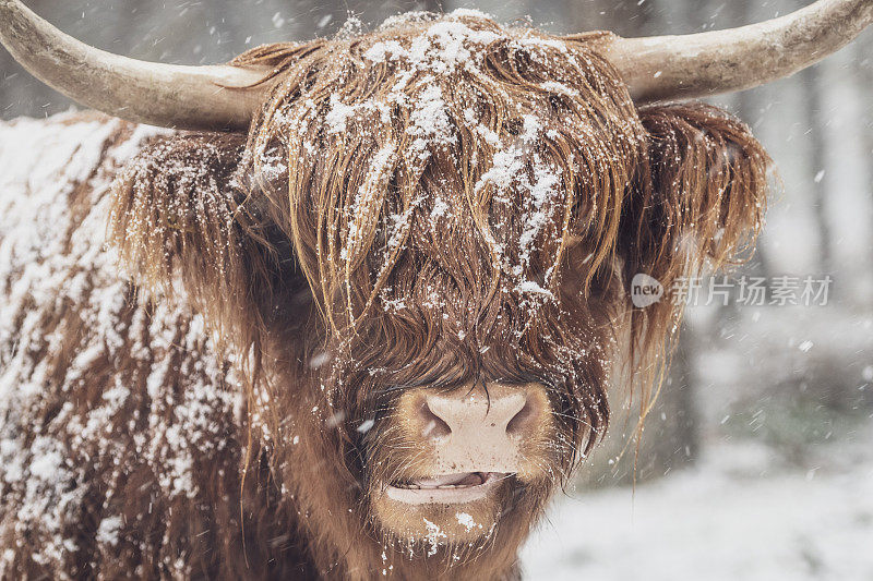 一幅苏格兰高地奶牛的肖像，在雪地里的森林在冬天