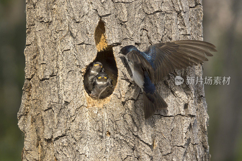 筑巢的树燕子雏鸟家族的科罗拉多州利特尔顿