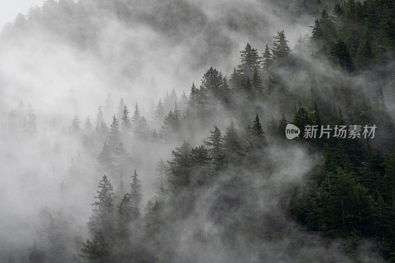 雾蒙蒙的热带雨林温哥华岛